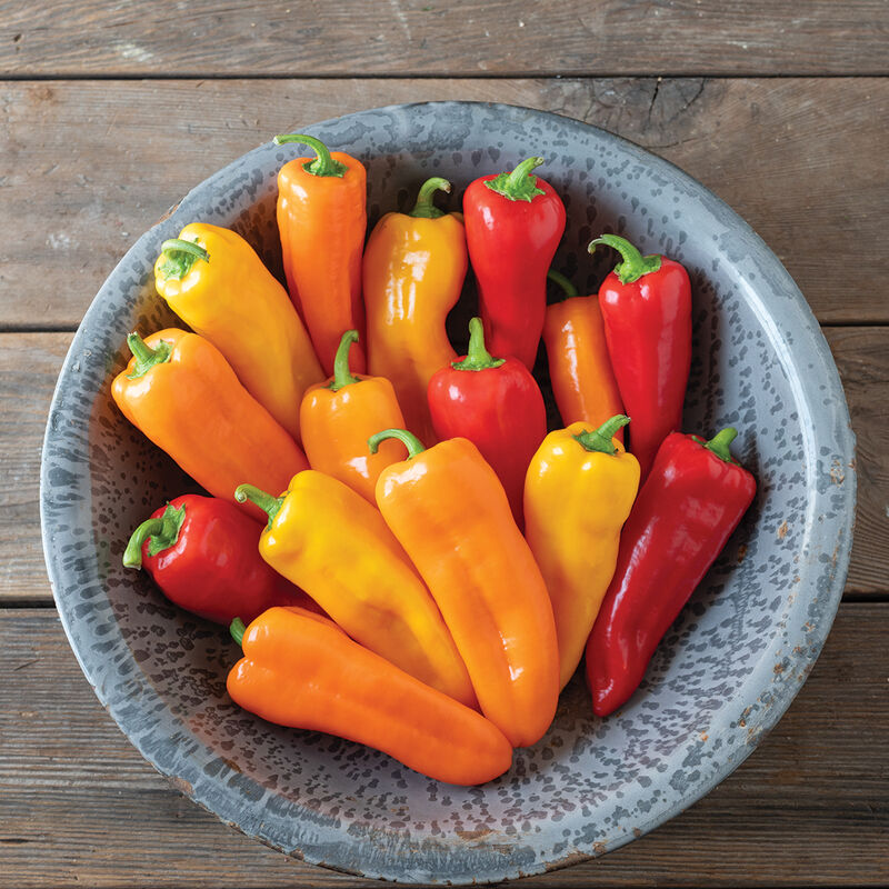 Cornito Pepper Mix – Organic Corno di Toro Pepper Seed